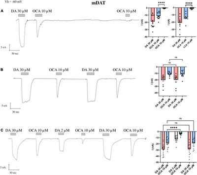 Bile acid interactions with neurotransmitter transporters